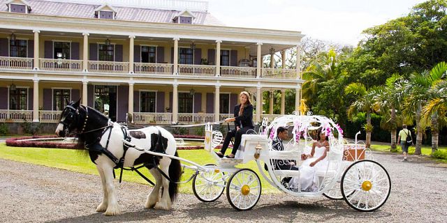 Wedding horse carriage ride (4)